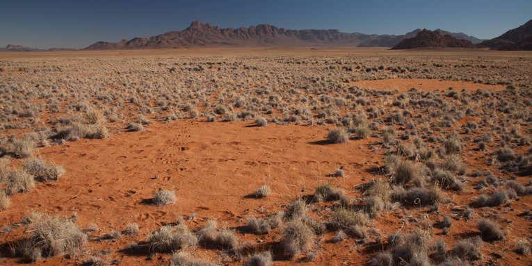 A new study explains the origin of mysterious ‘fairy circles’ in the desert