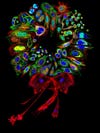 <strong>19th Place</strong> Dr. Donna Stolz of the University of Pittsburgha€¨ in Pittsburgh, Pennsylvania, USA won with this shot of mammalian cell collage stained for various proteins and organelles, assembled into a wreath, at 200-2000X magnification, using a single slice confocal cell mosaic.