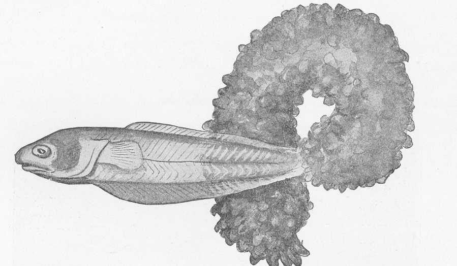 pearlfish and a sea cucumber