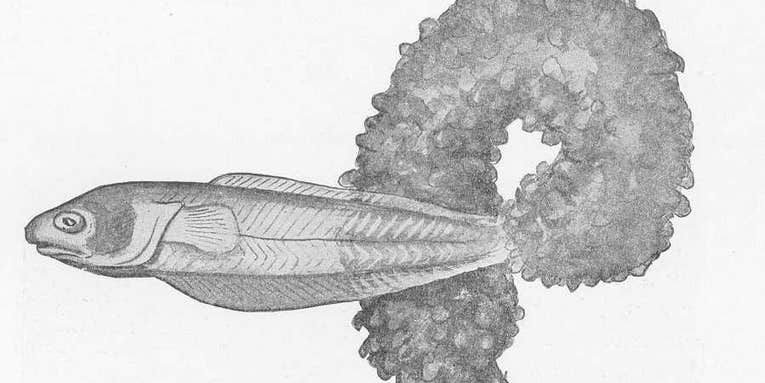 This Fish Burrows Up A Sea Cucumber’s Anus For Safety (And Food)