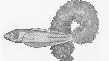 This Fish Burrows Up A Sea Cucumber's Anus For Safety (And Food)