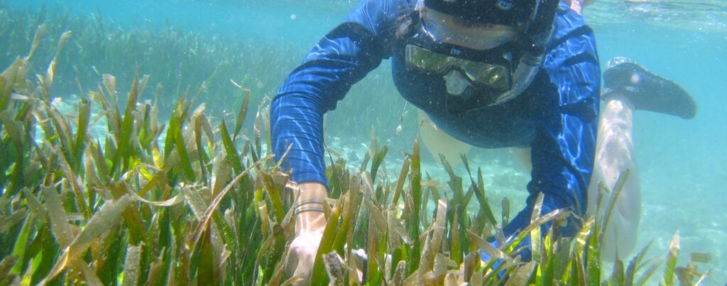 A diver explores healthy coral reefs in Guam.