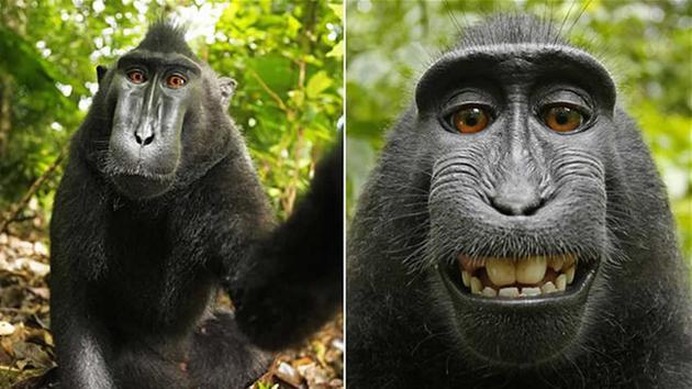 The controversy over these selfie, taken by a crested black macaque on a camera stolen from nature photographer David Slater, wages on with new disputes over the monkey's gender. In 2014, Slater <a href="https://www.popsci.com/article/technology/us-copyright-office-denies-monkeys-rights-their-selfies/?src=SOC&dom=tw">picked a fight</a> with Wikimedia after the organization made the selfies available over <a href="https://en.wikipedia.org/wiki/Monkey_selfie/">public domain</a>, claiming that the photos belong to him. This September PETA joined the debate by suing Slater on behalf of the macaque, named Naruto. PETA argues that the monkey should own the photos' copyrights and any profits made off them. Now Slater's defense team is <a href="http://motherboard.vice.com/read/in-monkey-selfie-lawsuit-lawyer-in-chippendales-garb-is-the-reasonable-one/">saying</a> that PETA can't prove the identity of the monkey in the photos, particularly since Naruto is male and PETA has described the monkey as female. A hearing has been scheduled for January 6, 2016.