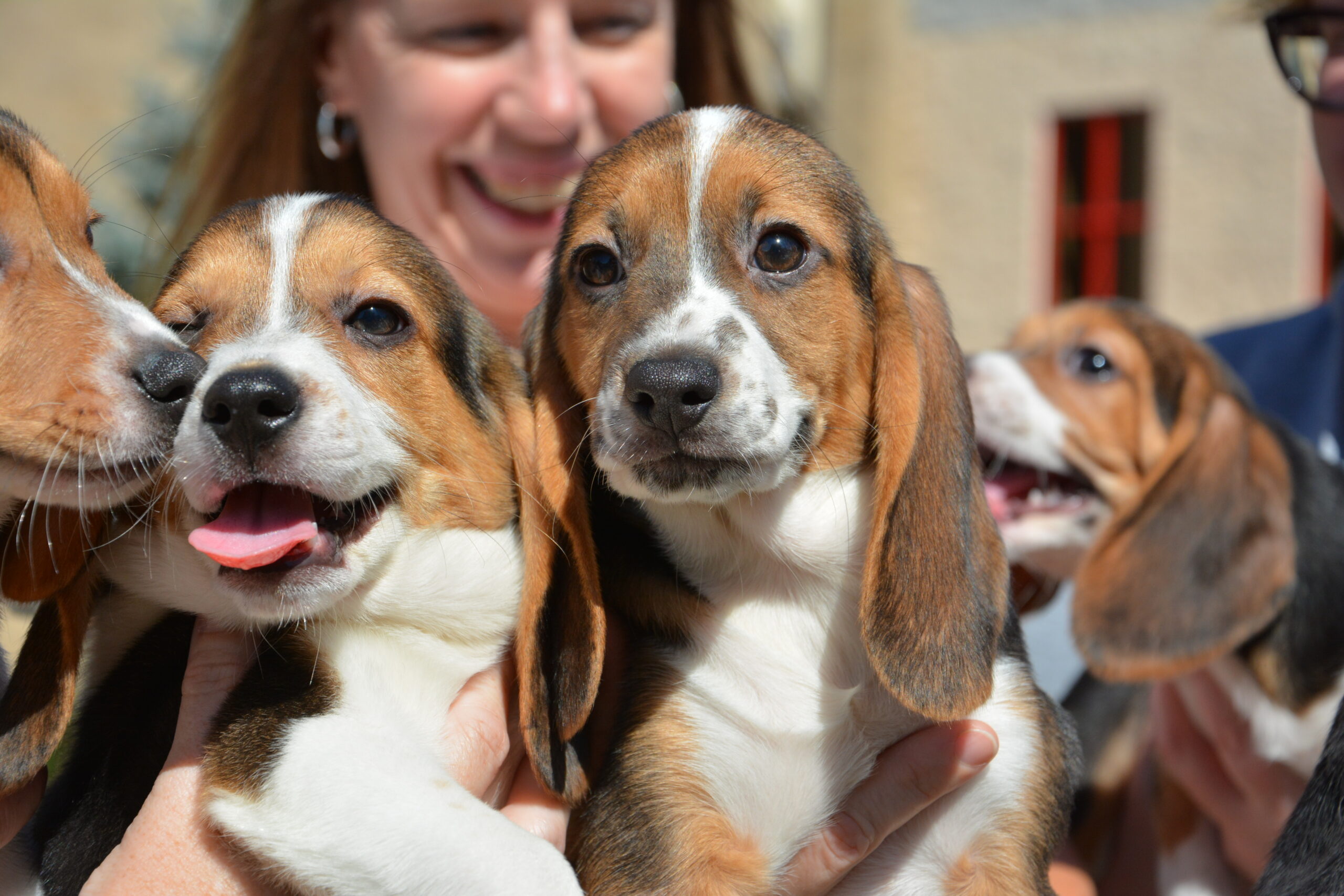 The First Litter Of Test-Tube Puppies Has Been Born