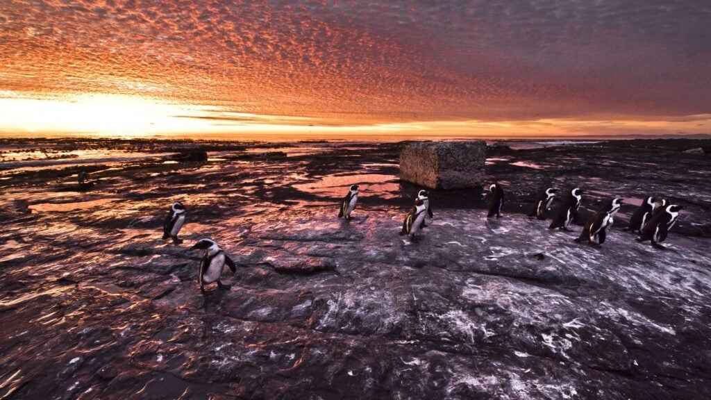An experimental three-year fishery closure around Robben Island in South Africa has increased the survival of endangered African penguin chicks by 18 percent. The fishing of anchovies and sardines off Cape Town is believed to have contributed to a 69 percent decline of the penguin population from 2001 to 2013. Although the study published in the <a href="http://rsbl.royalsocietypublishing.org/content/11/7/20150237"><em>Royal Society Journal Biology Letters</em></a> shows that the implementation of a marine "no-take zone" had a positive impact on the penguin population, current fishing pressures may still impede the population from recovering further.