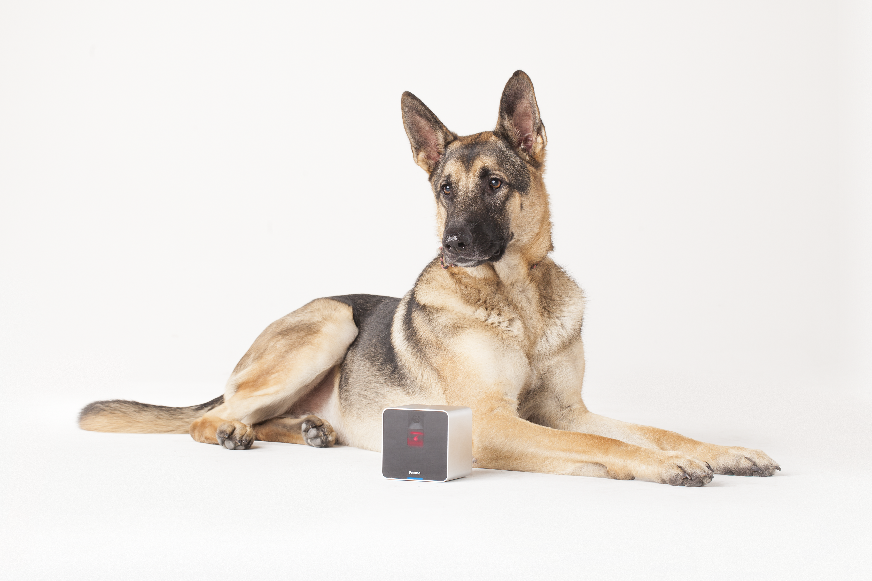 CES 2015: Spy On (And Play With) Your Pet From Afar With Petcube