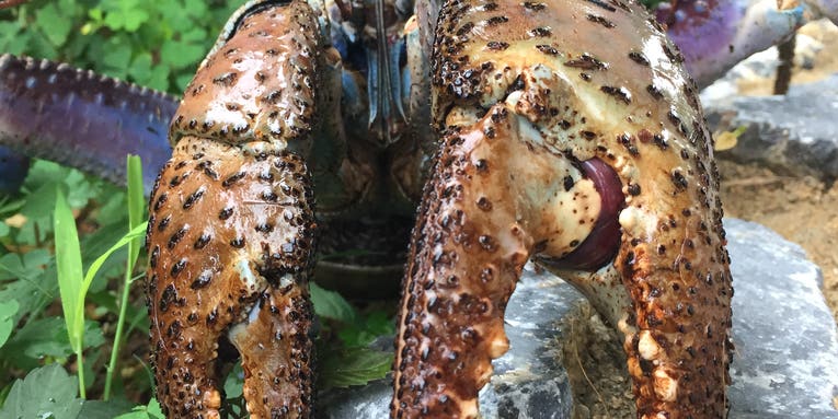 Coconut crab claws are insanely strong