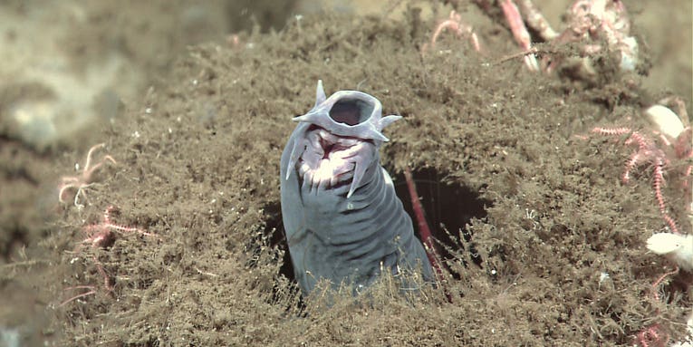 The world’s fastest shark is no match for a sack of flaccid hagfish skin