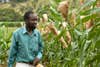sorghum breeder zimbabwe