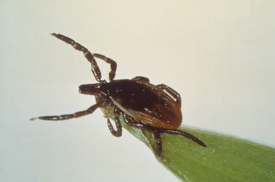 Ticks Are More Likely To Transmit Lyme Disease After Sucking Your Blood