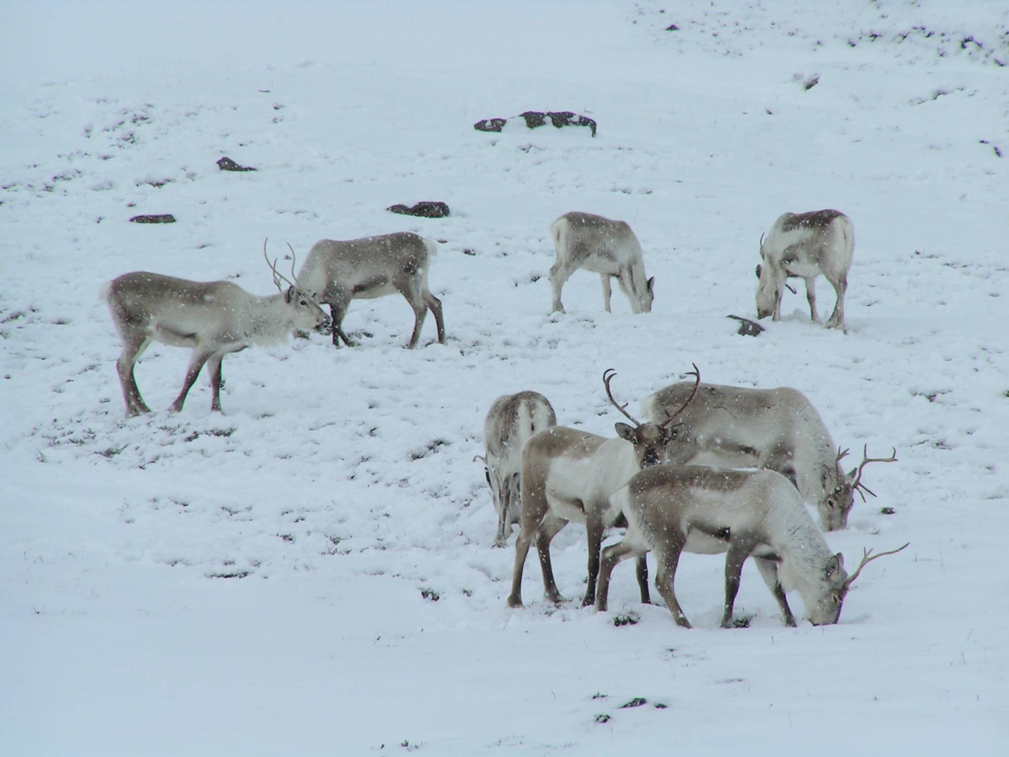 How a rainstorm killed 61,000 reindeer