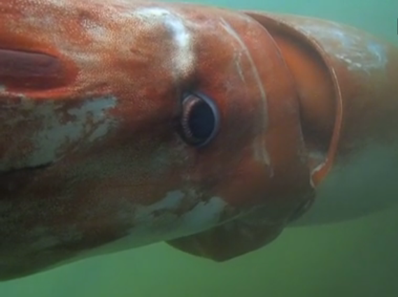 Giant Squid Surfaces From The Deep In Japanese Harbor | Popular Science
