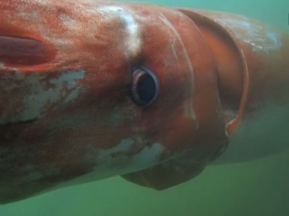 Giant Squid Surfaces From The Deep In Japanese Harbor