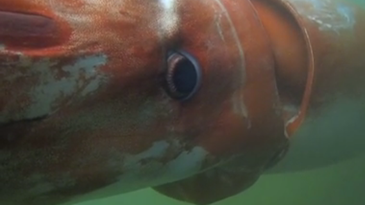 Giant Squid Surfaces From The Deep In Japanese Harbor