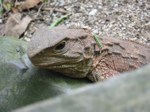 Before the close of this century, the tuatara may lose the first half of its topical designation and become, simply, a fossil. Climate change will be responsible for raising the soil temperature in its remaining island habitats around New Zealand to the point at which female hatchlings cannot survive. After the introduction of rats to the mainland by early explorers, the tuatara's population was set on a course toward extinction. Now its only remaining members there are in a fenced wildlife sanctuary. This cousin of both lizards and snakes is the only remaining member of an order of reptiles stretching back 200 million years. It is perhaps most curiously known for the third eye set on top of its skull, the exact function of which is largely speculative. While it is connected to the brain by a dedicated nerve, the parietal eye is covered with scales and is hidden from view soon after birth, leading some to believe it is responsible for maintaining circadian rhythms.