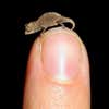 This chameleon, discovered in Madagascar, is the smallest of its species known to man. It is adorable and we want a hundred of them. Read more <a href="https://www.popsci.com/science/article/2012-02/worlds-tiniest-chameleons-found-madagascar/">here</a>.