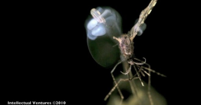 A mosquito gets its head fried