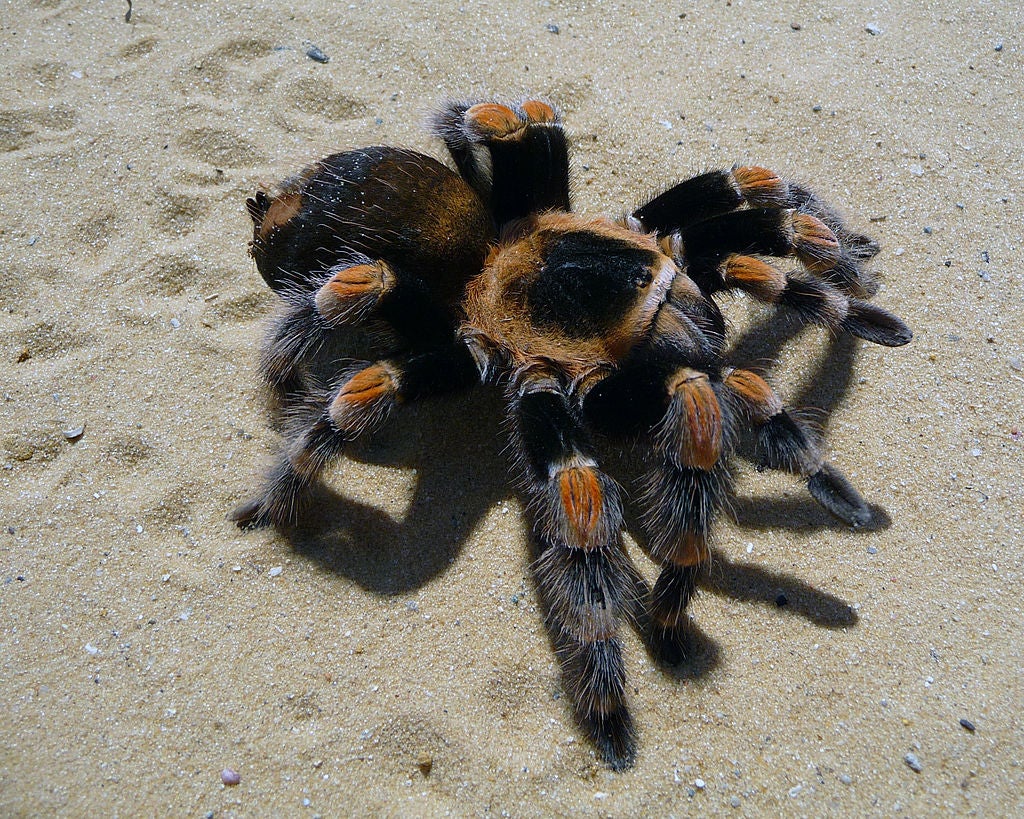 Spider walking on sand