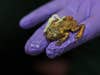 A group of researchers in India has rediscovered a tree frog specimen that has not been spotted since 1870, <a href="http://www.theguardian.com/environment/2016/jan/21/scientists-find-tree-frog-believed-extinct-for-more-than-100-years">according to the AP</a>. Before now, the species was assumed to have vanished.