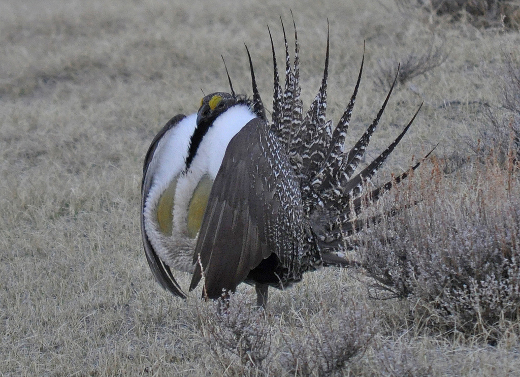 The Greater Sage-Grouse Is Bouncing Back