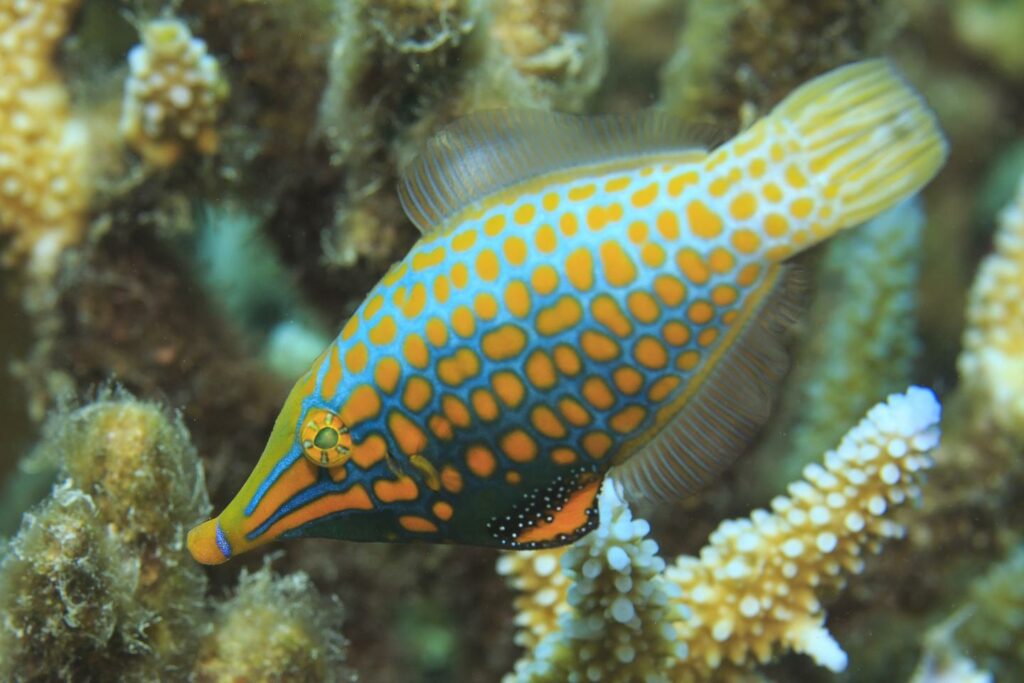 harlequin filefish