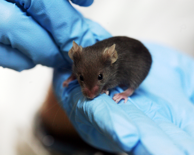 With A Chemical Injection, Blind Mice Can See