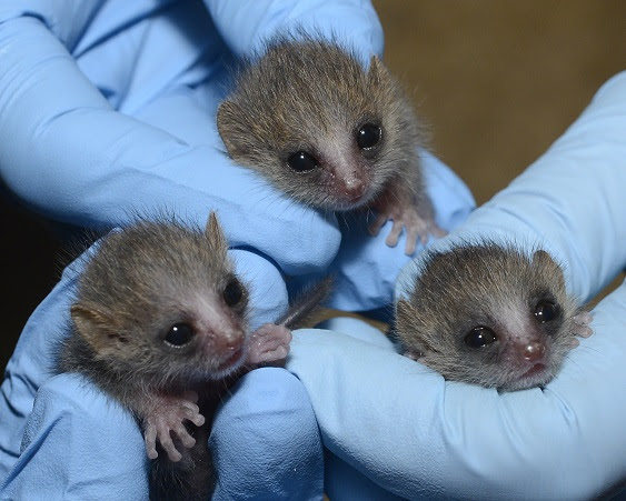 Look At These Adorable Newborn Lemur Triplets