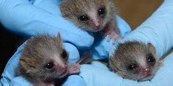 Look At These Adorable Newborn Lemur Triplets