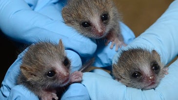 Baby gray mouse lemurs
