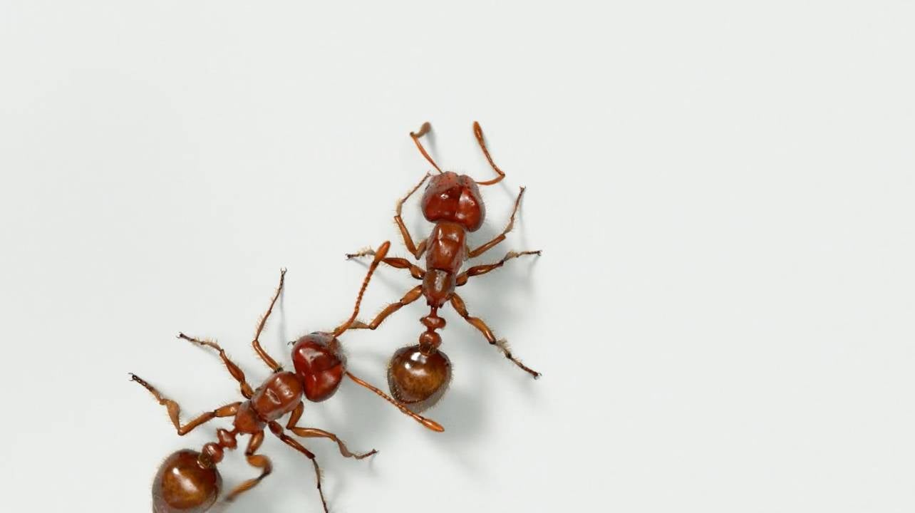 in an illustration, two fire ants crawl across a white surface
