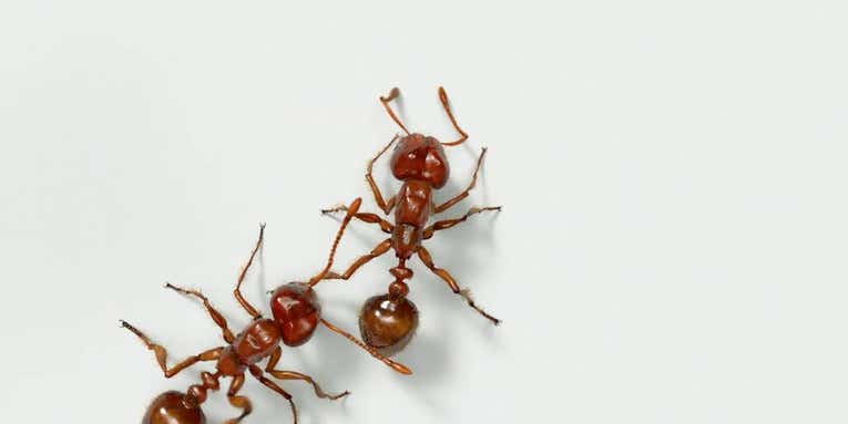 A Tiny Fire Ant’s Sting Causes Serious Misery. Here’s How [Video]