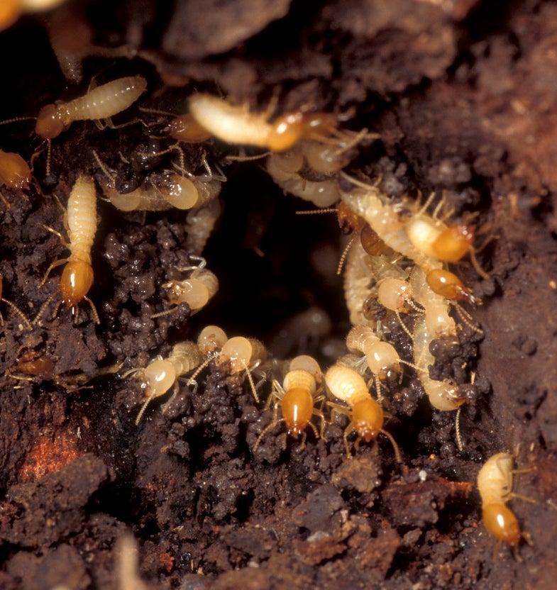 Damage to a nest of Formosan subterranean termites brings hoards of workers and soldiers with dark, oval shaped heads scrambling to repair the hole. Termites shown about 4 times actual size. USDA photo by Scott Bauer.