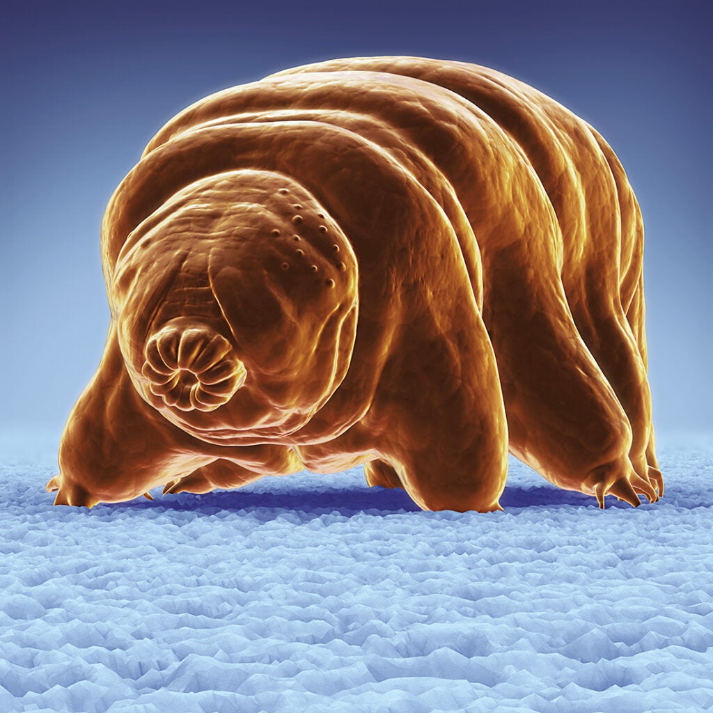 In an experiment in 2007, tardigrades became the first multicellular creatures to be exposed to the vacuum of space and live. They can withstand temperatures barely above absolute zero, pressure exceeding that in the deepest ocean trenches, and deadly levels of radiation. They have no skeletal or circulatory systems, and no one knows how long they can survive. Tardigrades delay death by moving in and out of cryptobiosis—essentially, suspended animation.