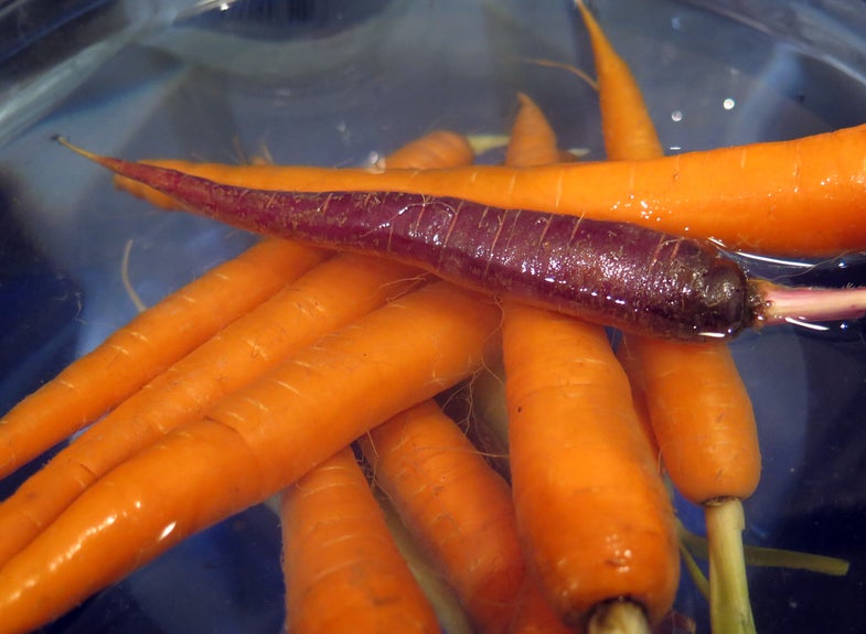 purple and orange carrots