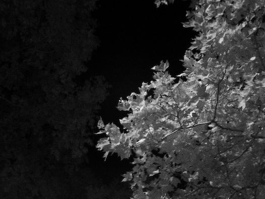 Foliage quickly became our favorite subject to shoot with the Midnight/Shot