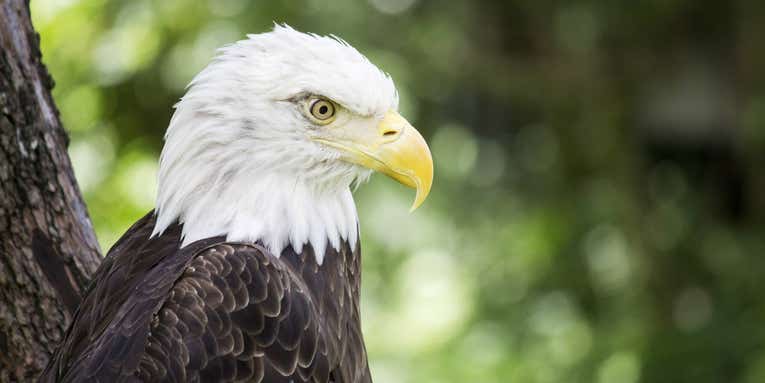 Everything you think you know about bald eagles is wrong