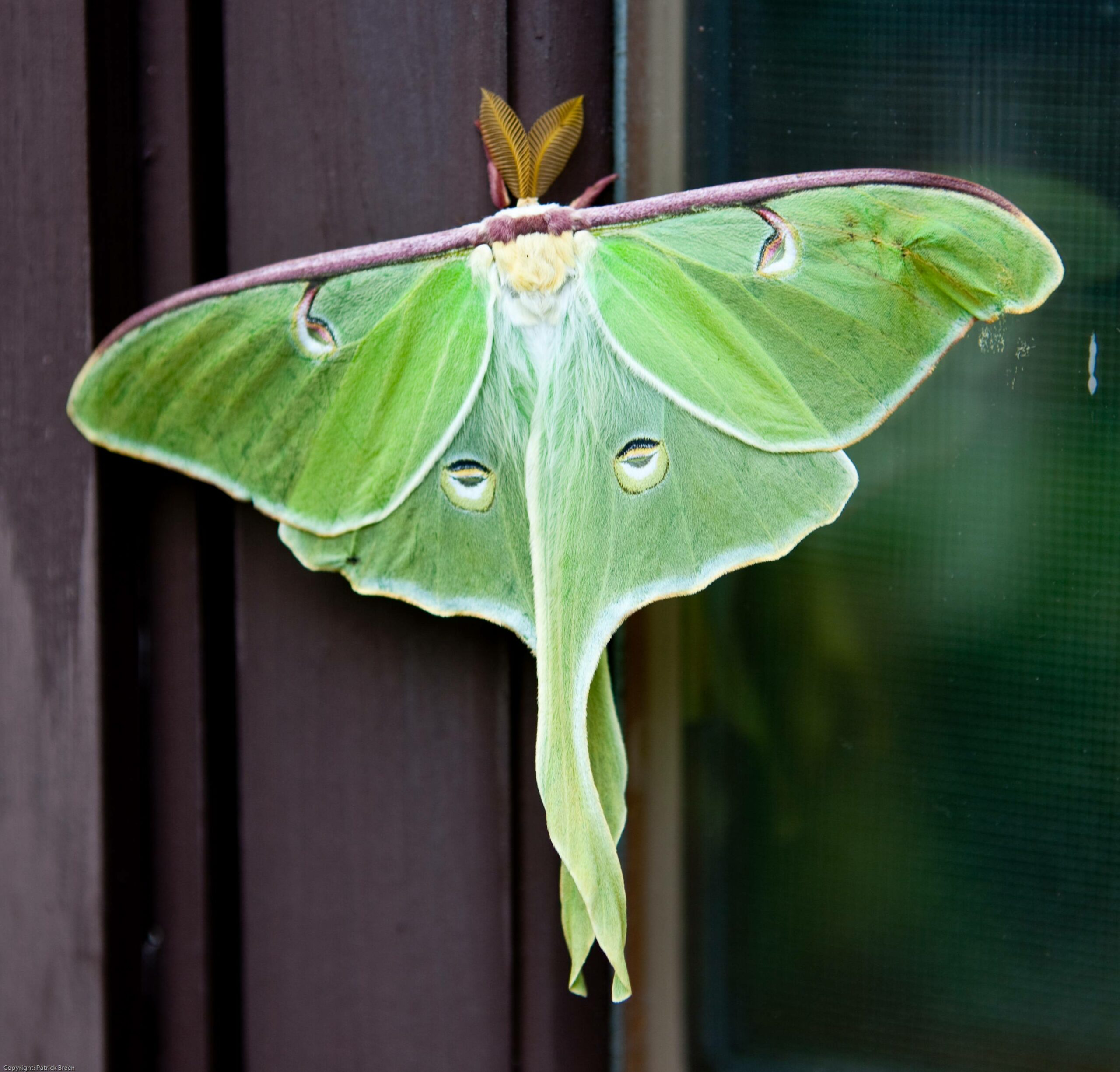Long Tails May Save Luna Moths From Hungry Bats [Video]
