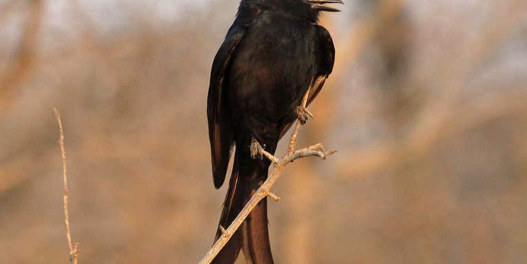 This Deceptive Bird Imitates Animal Calls To Steal Food
