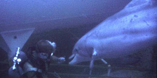 U.S. Navy To Retire Mine-Sweeping Dolphins And Use Robots Instead