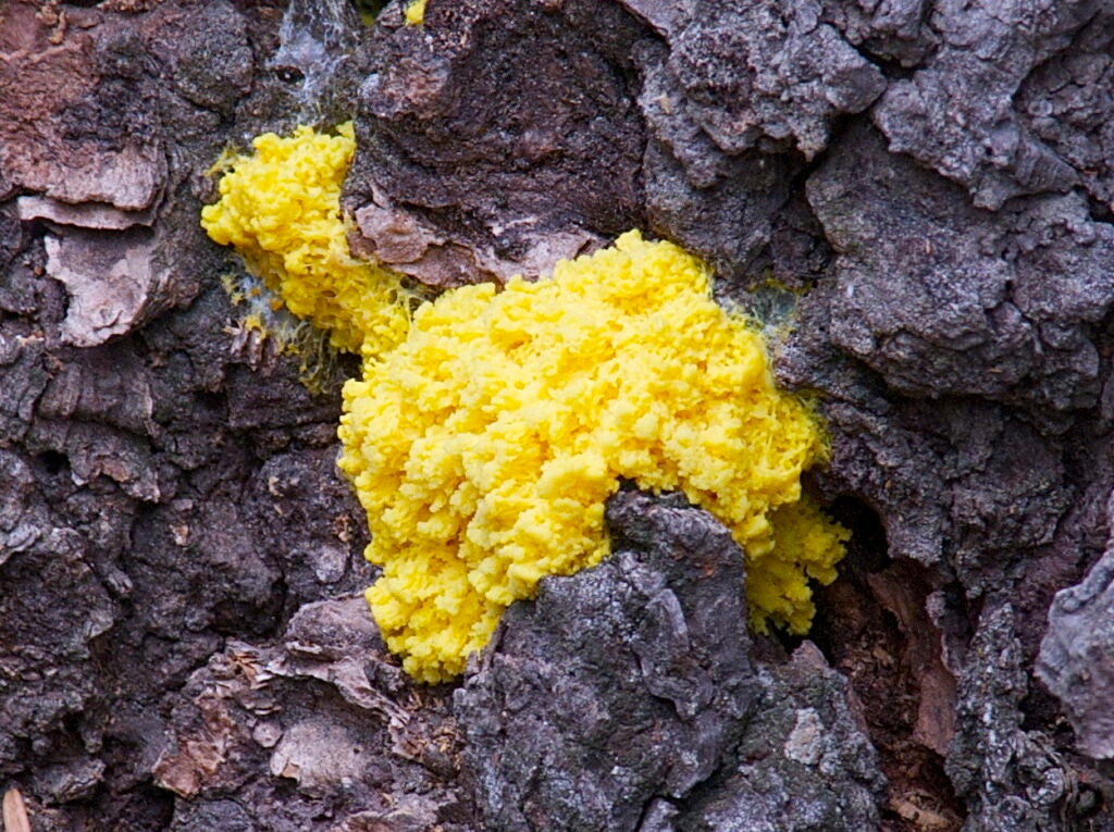 The slime mold <em>Physarum polycepharum</em> is the inspiration for a new type of soft robot.