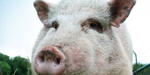The Science of Swine