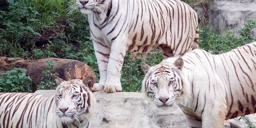 Scientists Find One Gene Responsible For All White Tigers