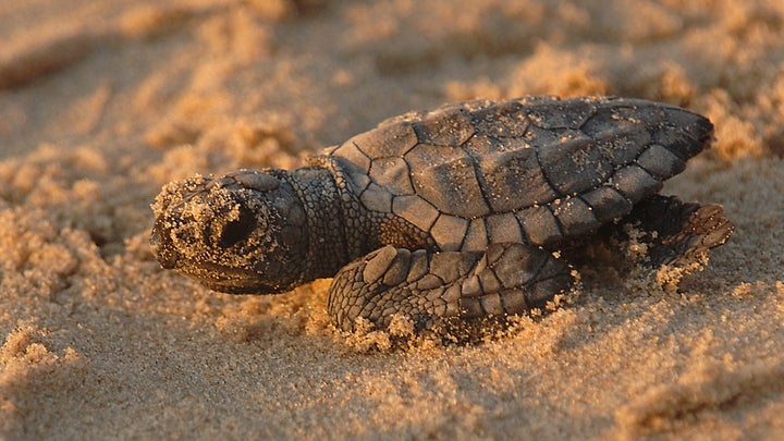 Turtle hatchling close-up, Texas