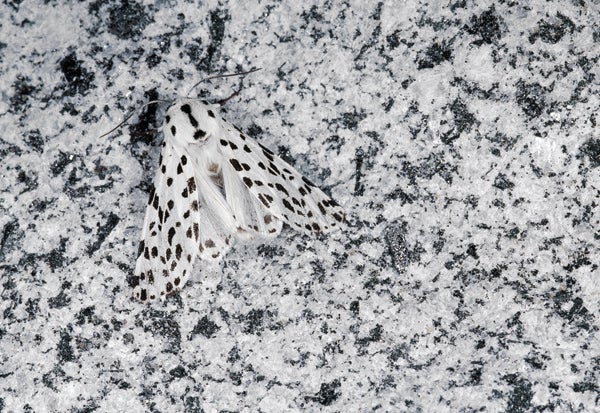 Its unique black-and-white coloring helps the many-spotted tiger moth both stand out and blend in. Native to the western U.S., this moth may feed on mildly toxic plants like milkweed, taking the plant poisons into its own body as a natural defense against predators. Most often, the species' white body advertises "I taste bad" to birds who spot it flying in the air, says biologist Rebecca Simmons of the University of North Dakota. But when it comes to rest against a dappled background, like the one pictured here, <em>Hypercompe permaculata</em>'s coloring also breaks up the outline of its body, allowing it to blend in and hide from birds that might not heed its white warning.