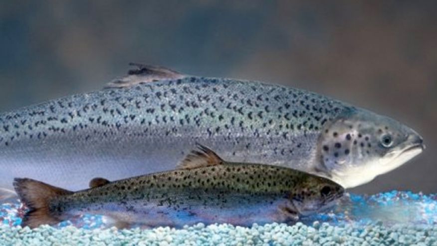Genetically Modified Salmon Gets FDA Approval