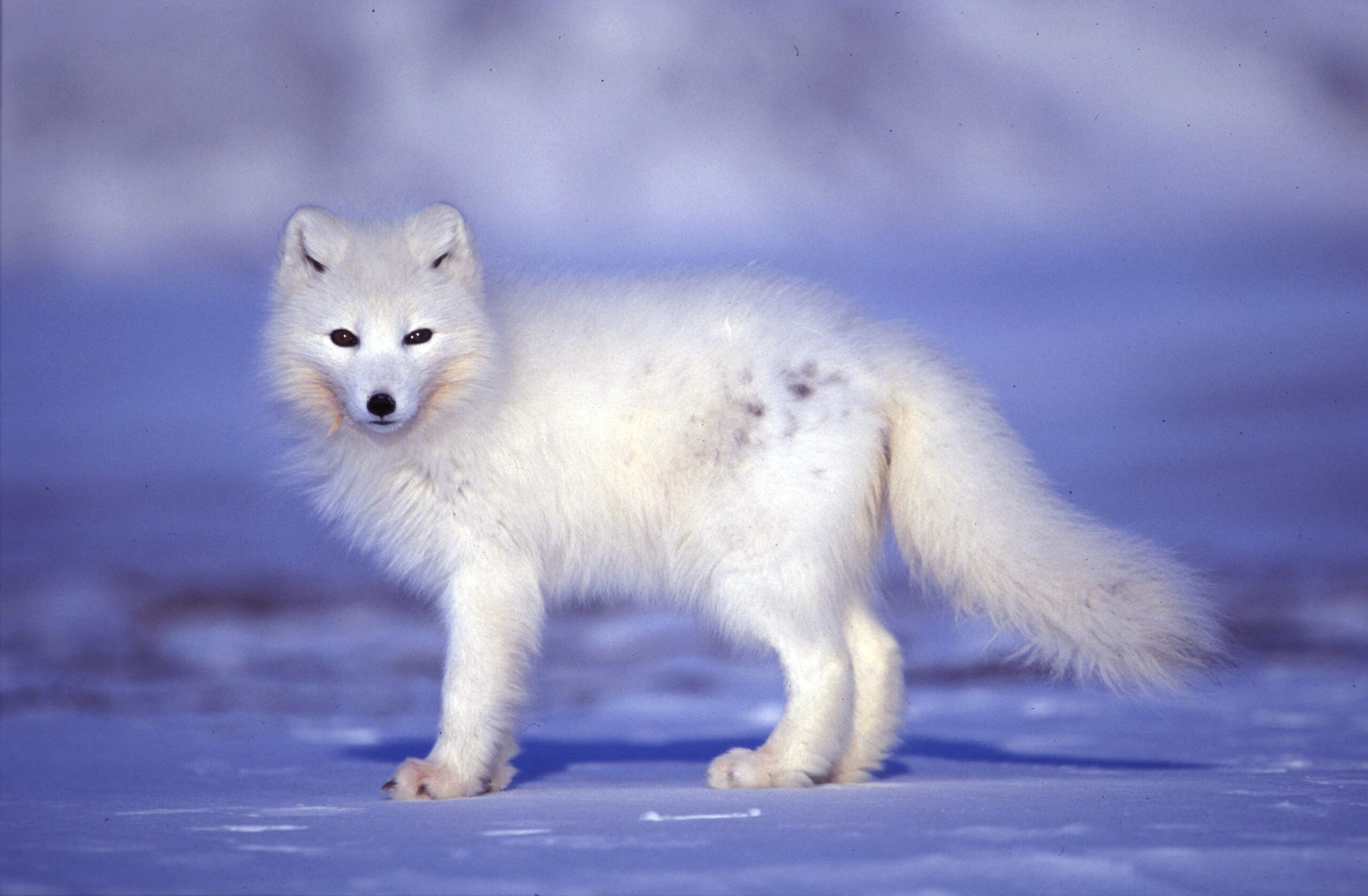 How Extreme Weather Links The Fates Of Four Adorable Arctic Species