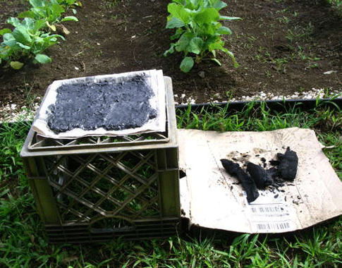 I spread the crushed charcoal paste on some newspaper and put it in the sun. It was still wet after a day in the sun so I dumped it onto tinfoil on a pan and put it in the oven. I tasted a mouthful of charcoal to see if it was any good. It didn't taste like a smoldering fire, which is what I was afraid of. I couldn't figure out what the taste was. Then I realized the taste was the taste of no taste at all. It was absorbing all the stuff from my mouth that could activate a taste bud. This was a non-taste I've probably never experienced before. I remembered how the old nuns in the old-folks convent at home used to eat burned toast for the charcoal. Those nuns were the best educated people in the area for a hundred years or more, so I figured they knew a thing or two. I chewed it up and swallowed that mouthful of tasteless carbon with gusto. I smiled with clean black teeth.