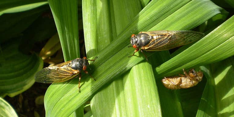 Why Do Cicadas Invade In Such Crazy Numbers?