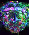 Harvard Researchers Illuminate Connections Among Brain Cells in Technicolor