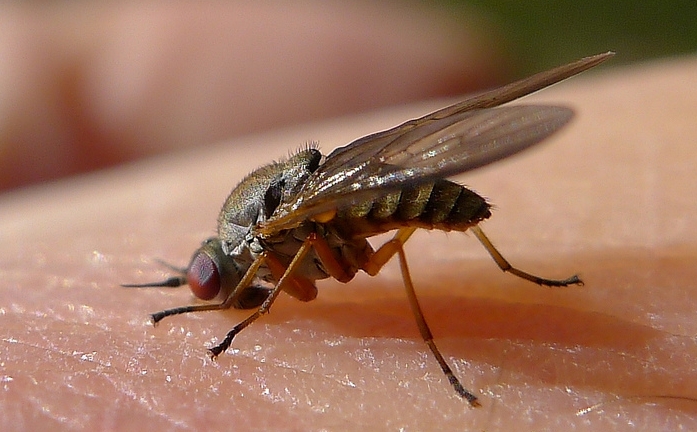 How Did Insects Evolve To Feast On Your Blood?